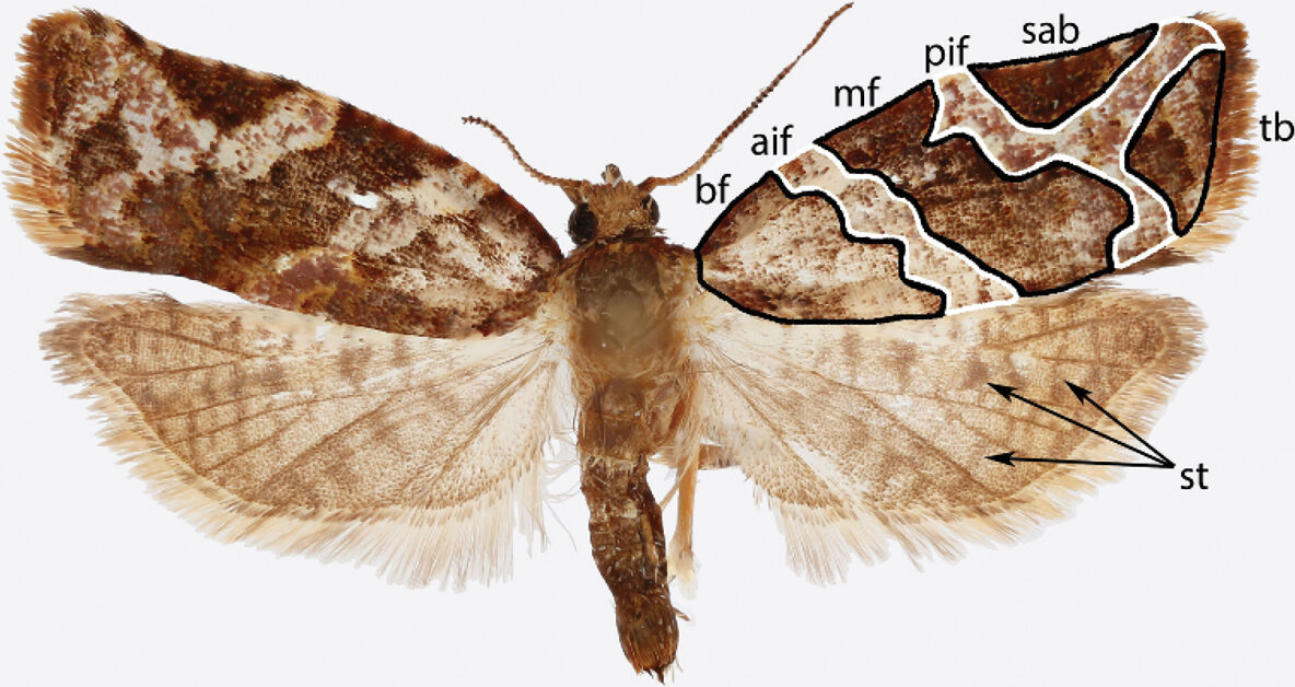 New paper revising the Archipini of the Caribbean | The Jason ...